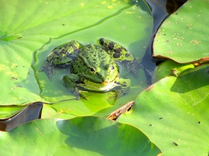 frog-pond-841839_640(1)